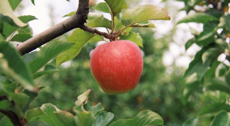 نیک ۲۹: یک پایه جدید برای باغهای سیب با تراکم بالا